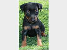 5338085 Pinscher nani simil