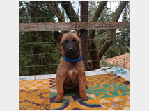 5338744 malinois  