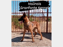 5338746 malinois  