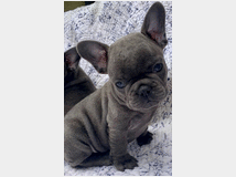 5338821 Bouledogue francese cuccioli