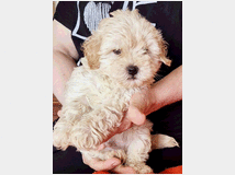 5346770 Maltipoo  