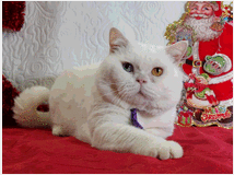 5347131 British Shorthair impari