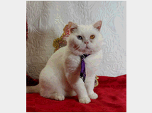 5347133 British Shorthair impari