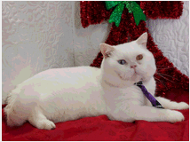 5347138 British Shorthair impari