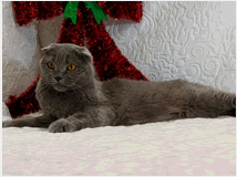 5347153 Scottish Fold 