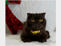 5347158 Scottish Fold maschio