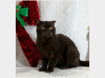 5347161 Scottish Fold maschio