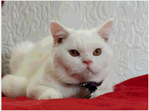 5347178 British Shorthair bianco