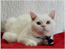 5347179 British Shorthair bianco