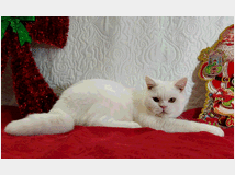 5347184 British Shorthair bianco