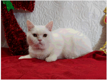 5347193 British shorthair maschio