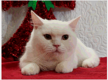 5347194 British shorthair maschio