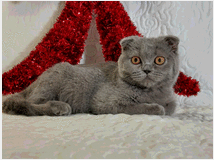 5347205 Scottish Fold femminuccia