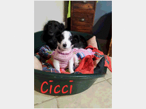 5349848 in regalo Cuccioli