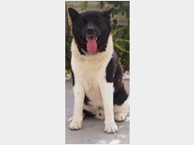 5352160 Cuccioli di Akita