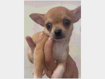 5352863 Chihuahua toy cuccioli