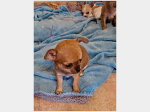 5354996 Chihuahua toy cuccioli