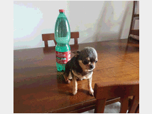 5355348 Chihuahua teacup 