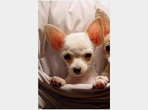 chihuahua-toy-femminuccia-prezzo-eur65000 