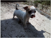 chihuahua-toy-cuccioli-prezzo-eur70000 