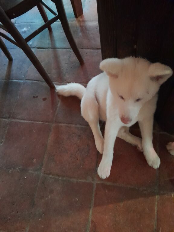 5347021  Akita inu cuccioli