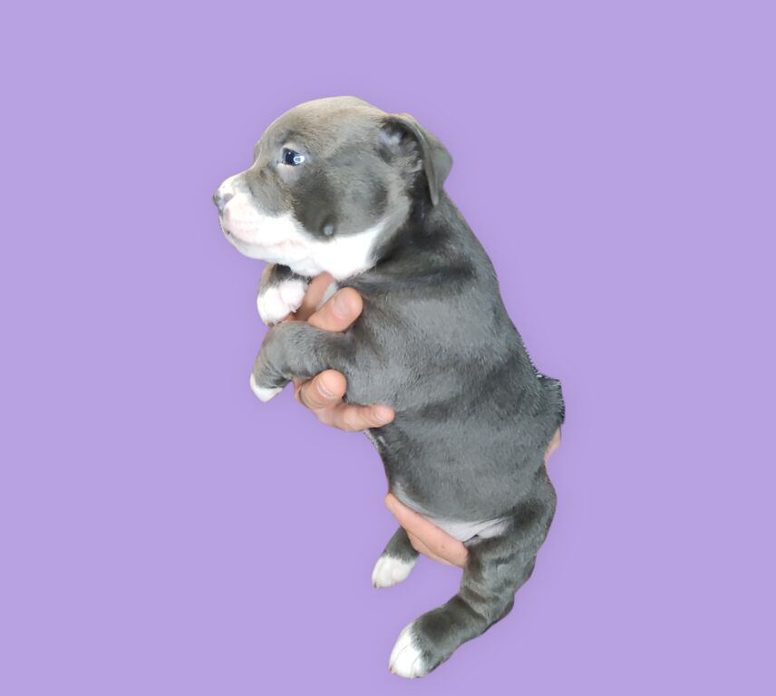 4812598  American bully