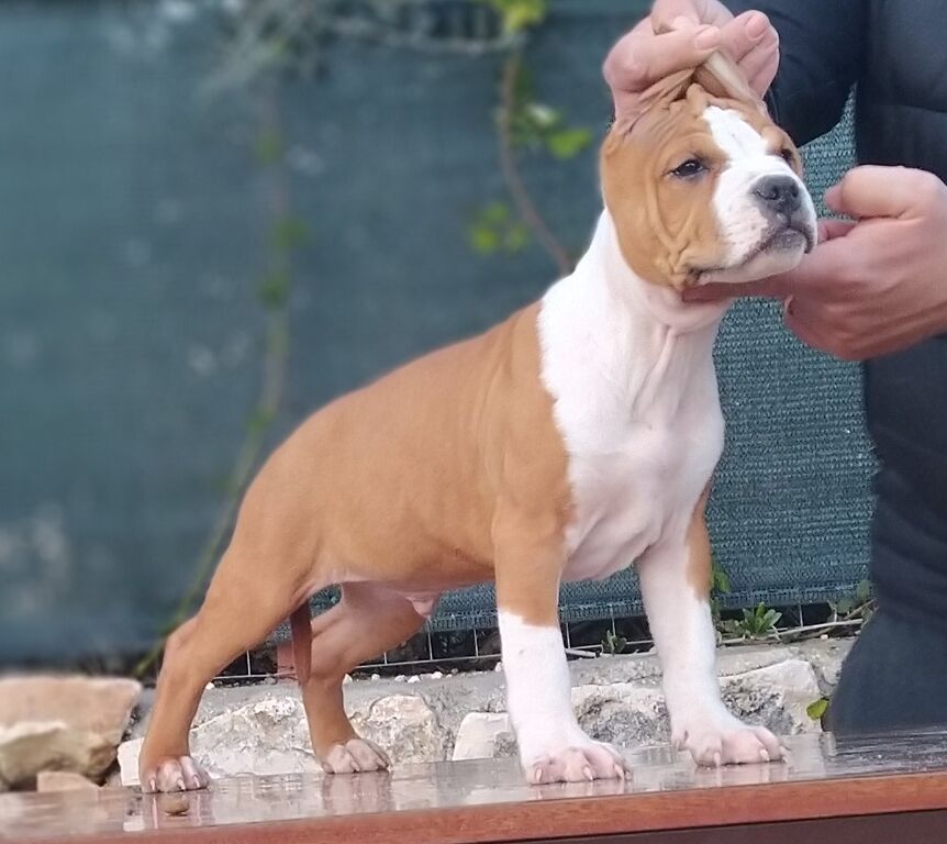 5066942  Amstaff cuccioli