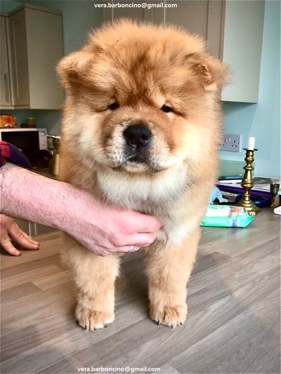 5358621  Bianchi cuccioli di Chow Chow