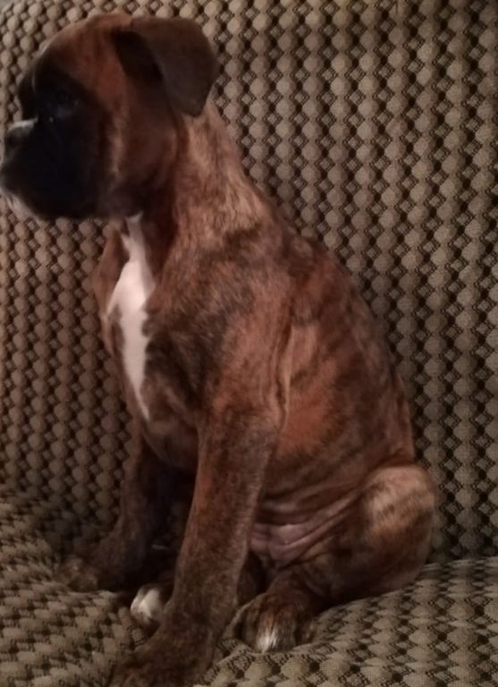 4185518  Boxer