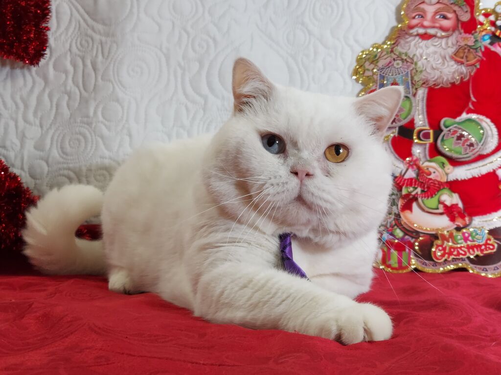 5347131  British Shorthair impari