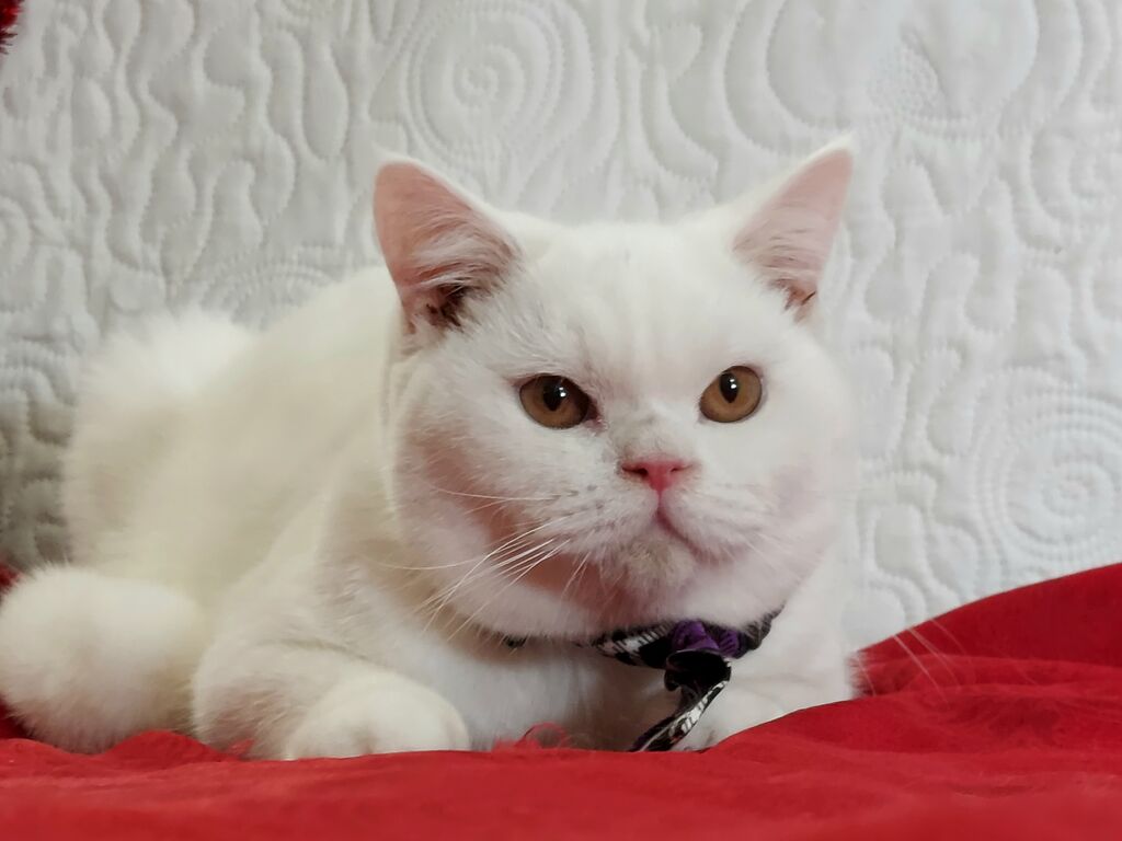 5347178  British Shorthair bianco