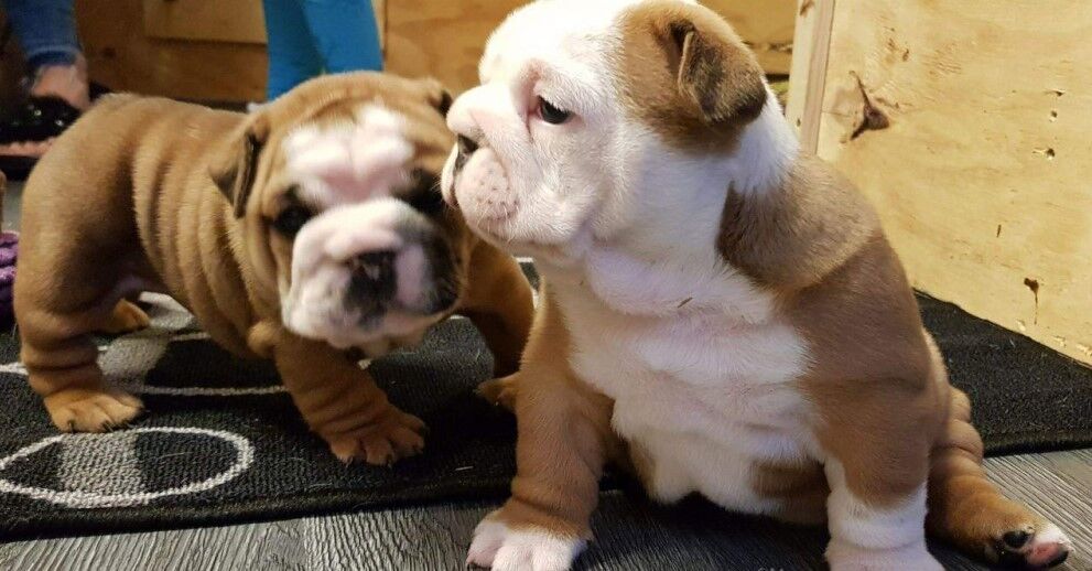 5326874  Bulldog Inglese cuccioli