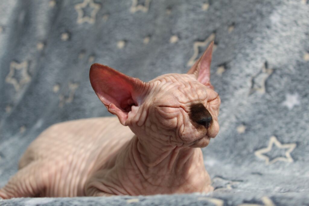 5315995  Canadian sphynx