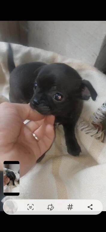 5358395  Chihuahua mini