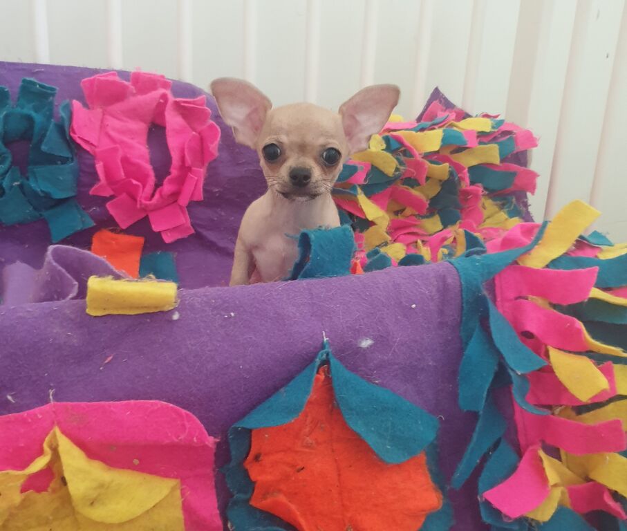 5321666  Chihuahua toy