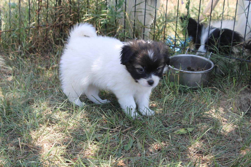 4932461  Cucciola papillon pedigree