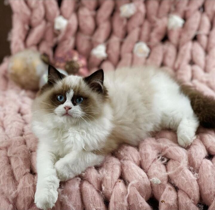 5327014  cucciole di ragdoll