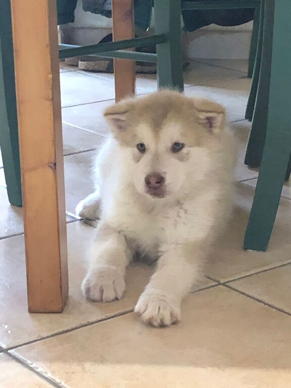 5265464  Cuccioli Alaskan Malamute