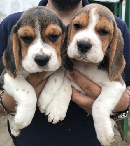 3724796  cuccioli beagle
