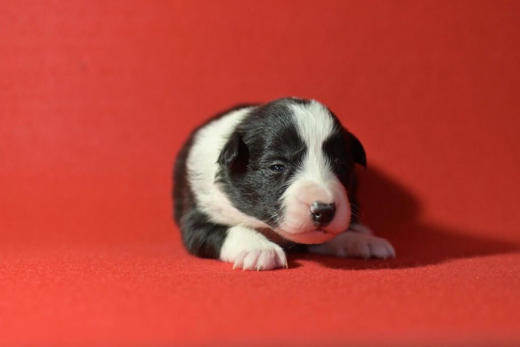 5253541  cuccioli Border Collie