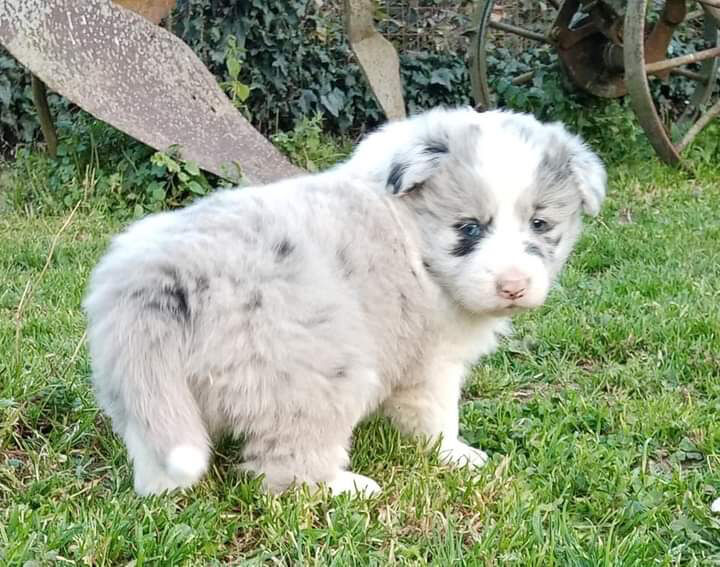 5325229  cuccioli Border Collie