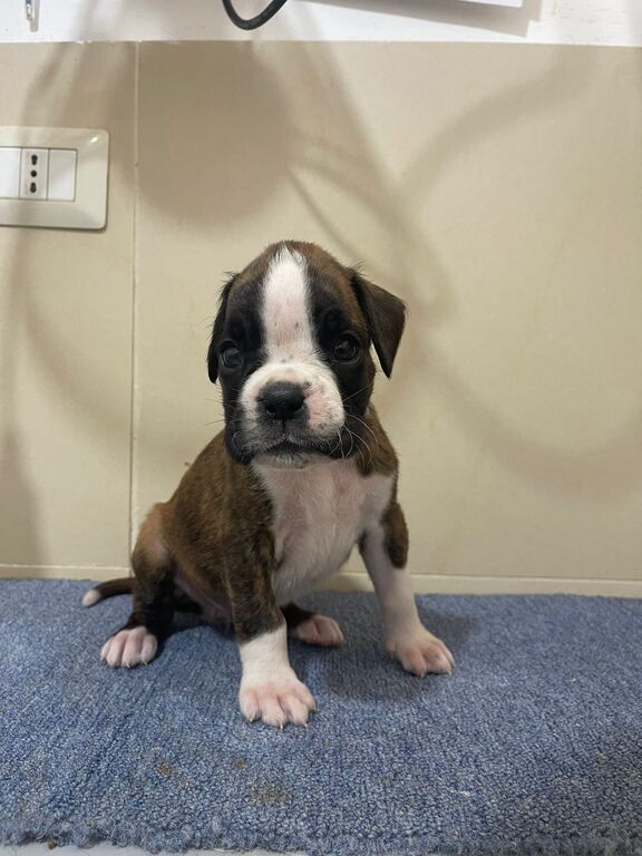 4881838  CUCCIOLI DI BOXER