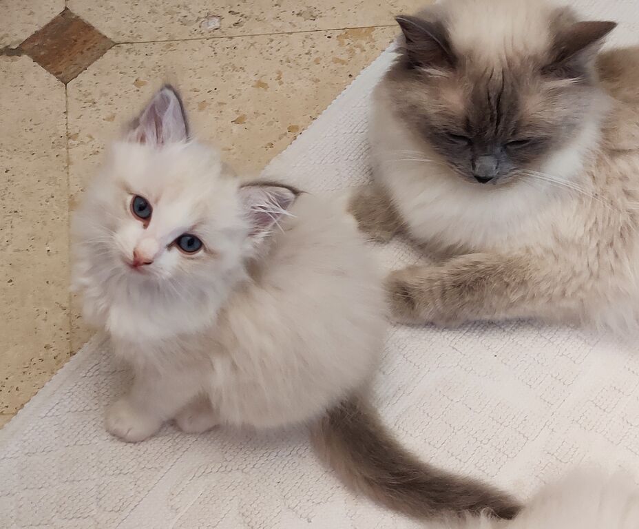 5131584  Cuccioli di razza Ragdoll puri