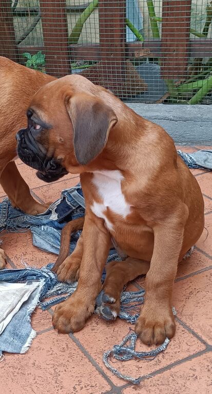 5134303  Cuccioli di Boxer