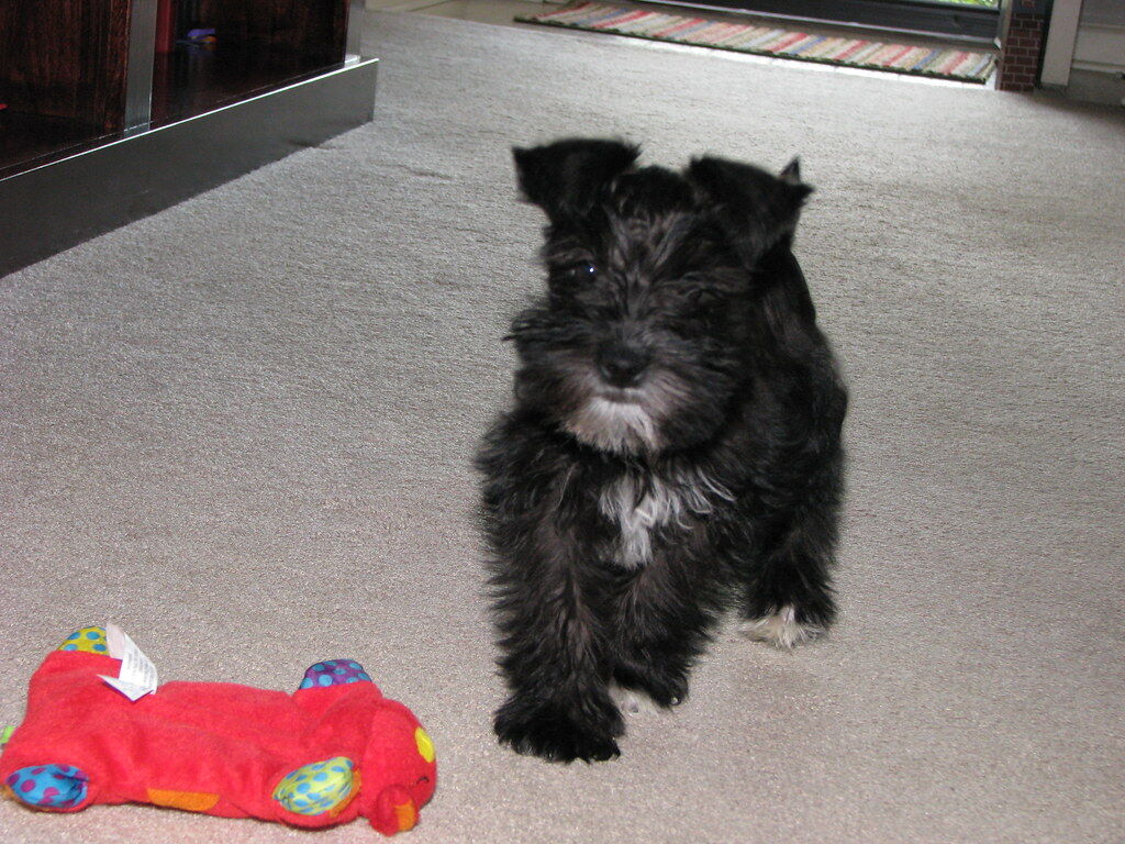 5194054  Cuccioli di Schnauzer