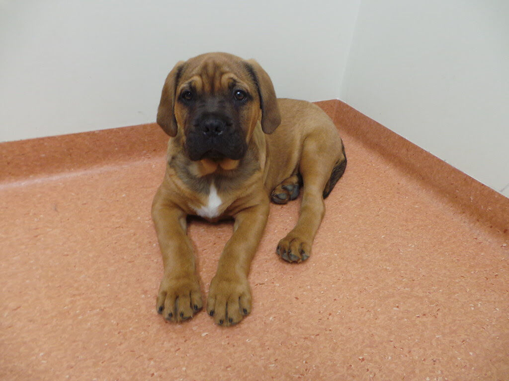 5194628  Cuccioli di Bull Mastiff