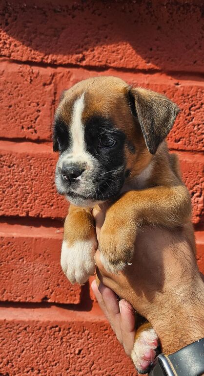 5226563  cuccioli di boxer