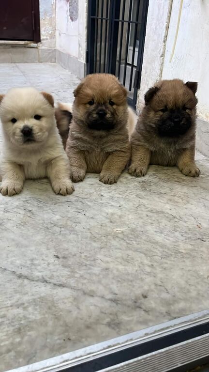 5290849  Cuccioli di Chow Chow