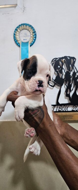 5312612  cuccioli di boxer