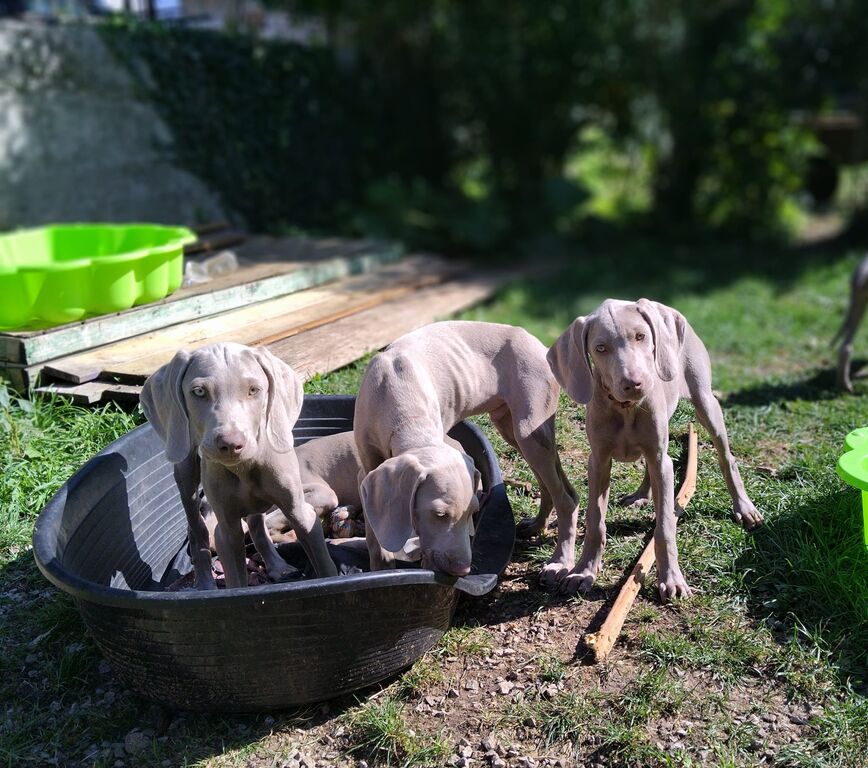 5328718  cuccioli di Weimaraner puri